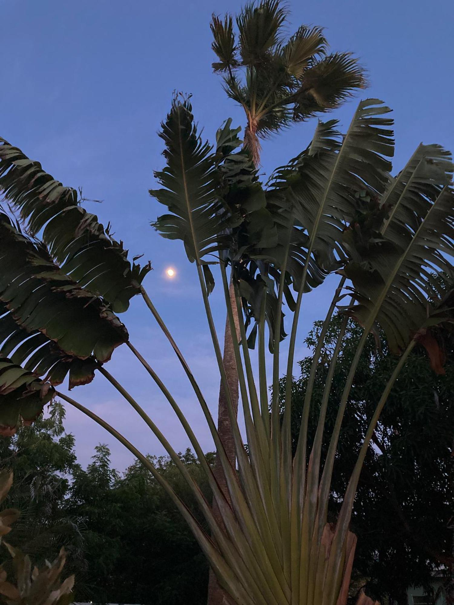 Woodstock Palmresort Curacao Willemstad Exteriör bild